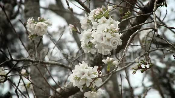 樱桃树开花视频的预览图