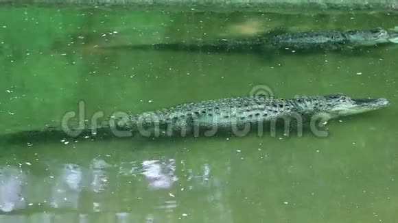 大鳄鱼动物园的场景视频的预览图