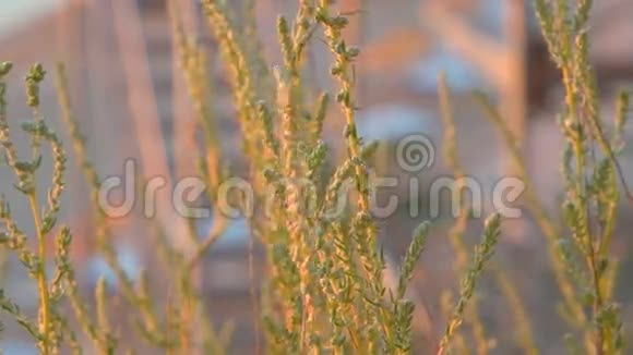 沙漠地区的草地在日落时特写视频的预览图