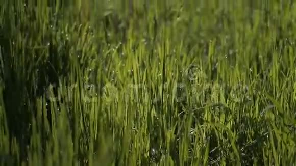 春天的早晨绿色的田野上视频的预览图