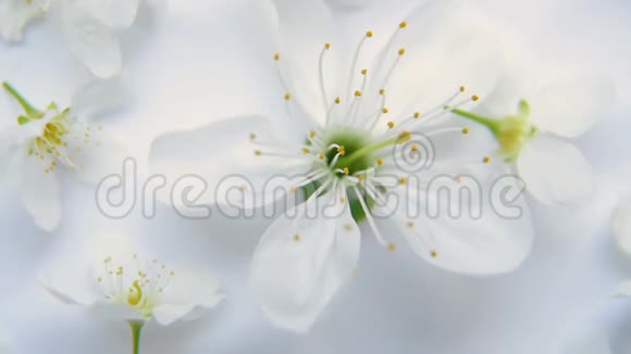 白色背景下的白色春天苹果或樱花视频的预览图