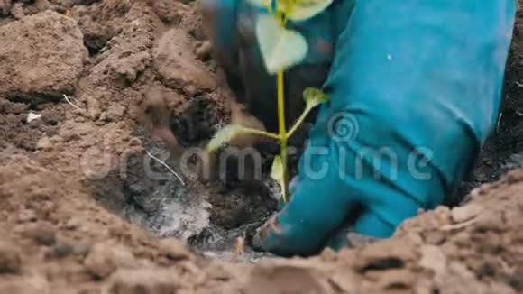 女人在地上挖了一队绿辣椒视频的预览图