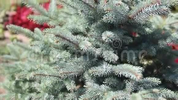 毛树或松树的绿色刺枝夏天在花园里种着一棵绿色的毛皮树圣诞树植物视频的预览图