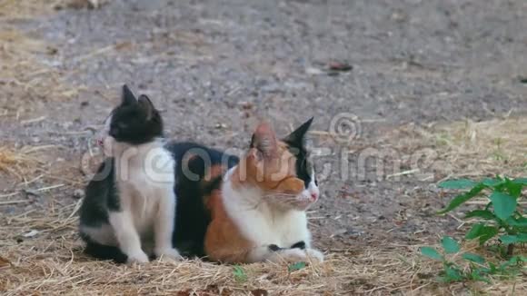 卡利科妈妈猫和她的黑白小猫视频的预览图