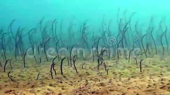 加拉帕戈斯花园鳗鱼Heterocongerklausewitzi在巴厘岛水下觅食视频的预览图