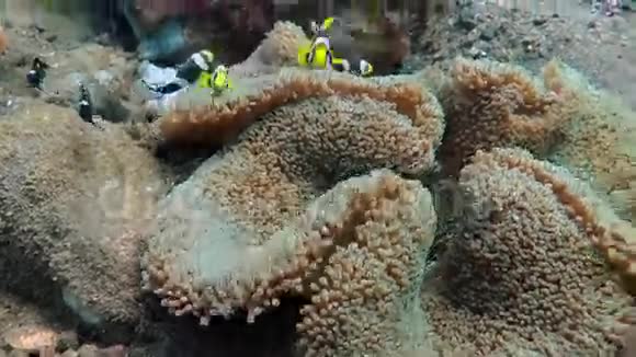 克拉克的珊瑚鱼视频的预览图