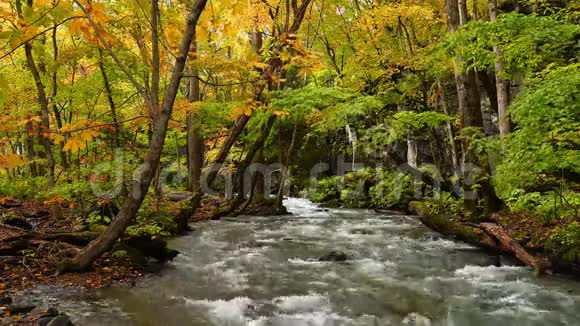 奥拉西峡秋季的奥拉西山流视频的预览图