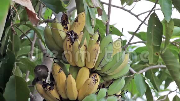 鸟灯泡鸟吃种植园生长的香蕉跟踪特写镜头高质量的高清镜头视频的预览图