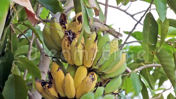 鸟灯泡鸟吃种植园生长的香蕉跟踪特写镜头高质量的高清镜头视频的预览图