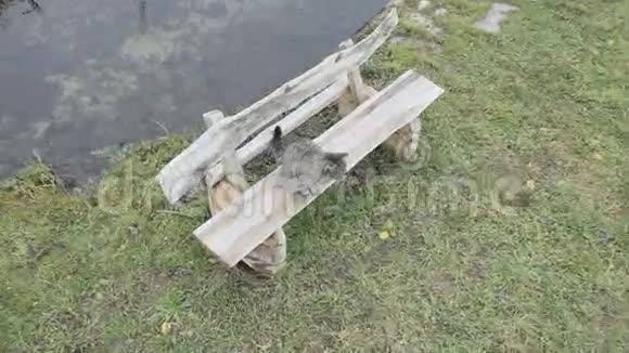 立陶宛村的长凳上的猫视频的预览图