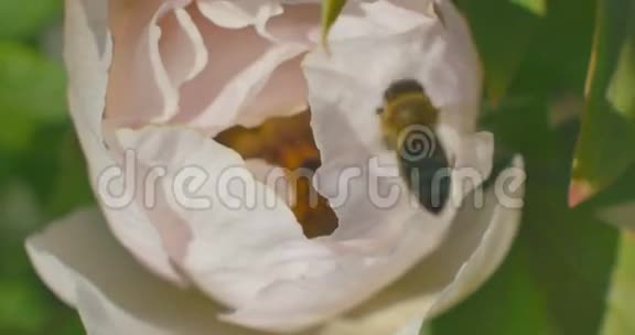 蜜蜂在芍药花上采蜜快关门视频的预览图