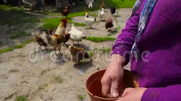 白俄罗斯村庄的普通生活视频的预览图