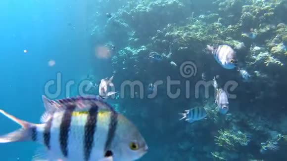 4K珊瑚礁水下与美丽的鱼视频的预览图