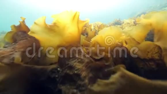 巴伦支海海底的海藻视频的预览图
