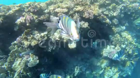 4K珊瑚礁水下与美丽的鱼视频的预览图
