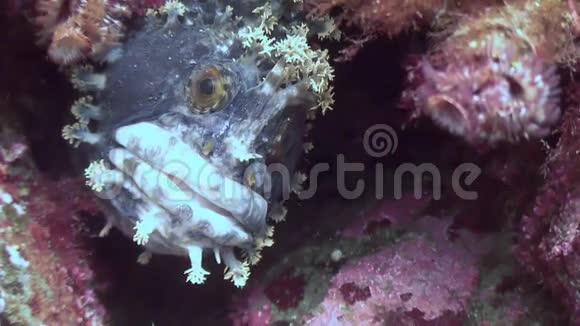 鱼狗躲在海底的岩石里视频的预览图