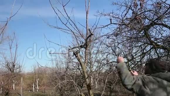 园丁正在剪枝在果园里用长剪修剪果树视频的预览图