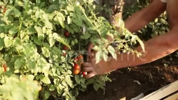 农民在有机农场采摘樱桃番茄的手视频的预览图