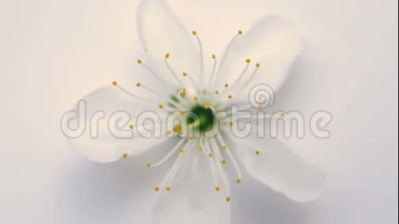 白色背景下的白色春天苹果或樱花视频的预览图