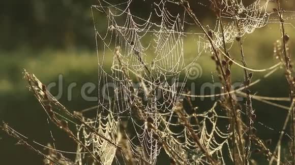 蜘蛛网在森林中随风摇动视频的预览图