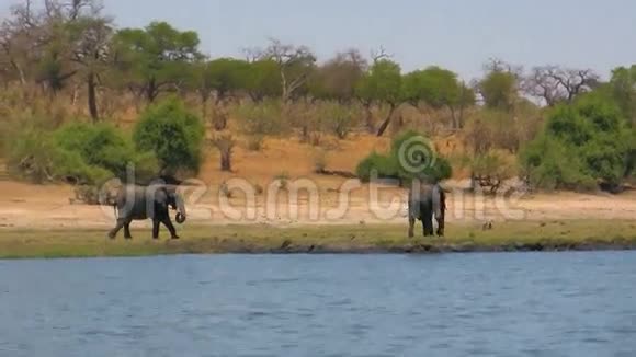 晴天的非洲象在河边视频的预览图