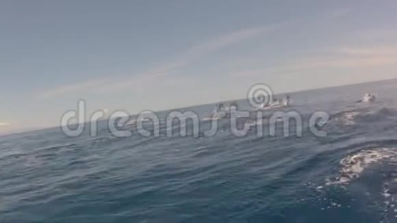 海豚跳跃墨西哥视频的预览图