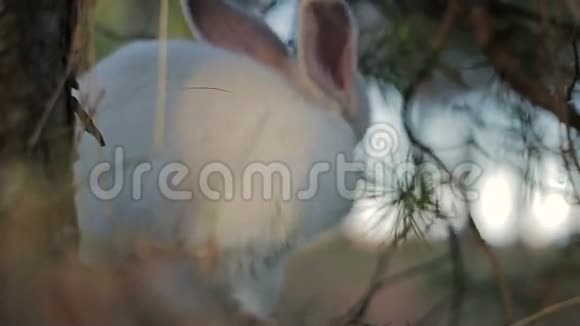 夏天森林里的白兔视频的预览图