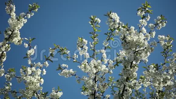 在晴朗的日子里在蓝天的映衬下盛开的梅花视频的预览图
