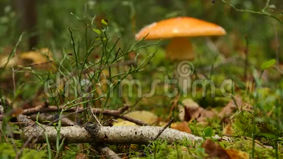 秋林中的蘑菇在苔藓和树木之间关闭视频的预览图