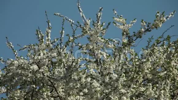 在阳光明媚的日子里开花的梅花视频的预览图