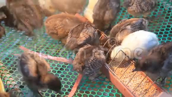 日本鸡在家禽养殖场视频的预览图
