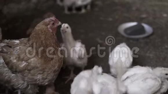 小鸡肉视频的预览图