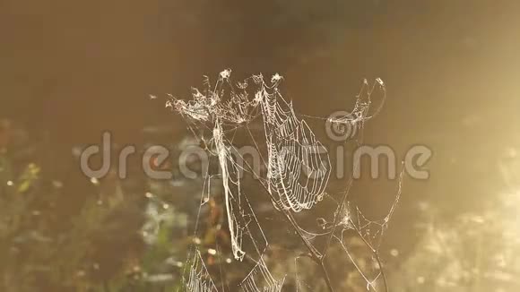 蜘蛛网在森林中随风摇动视频的预览图