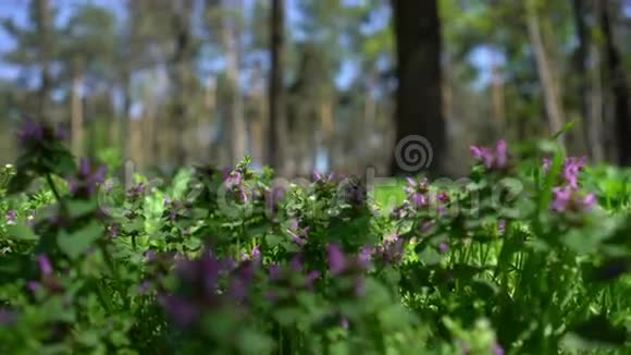 春天森林里美丽的花朵视频的预览图