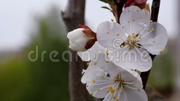 春天的白花甜樱桃特写视频的预览图