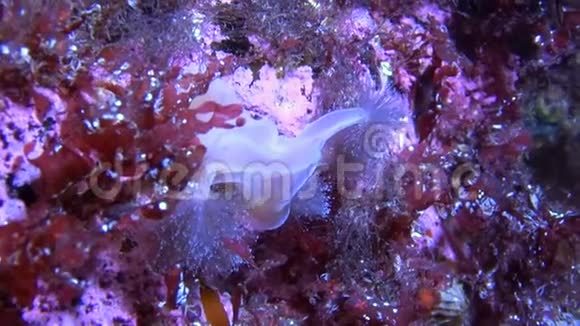 美丽的海葵在白海沙底水下视频的预览图