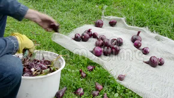 祖母手剥红熟洋葱天然食品视频的预览图