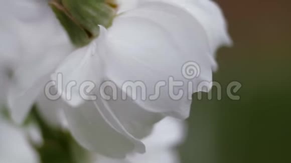 春天的白花甜樱桃特写视频的预览图