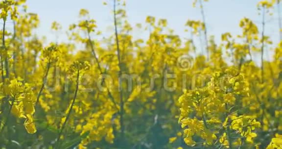 盛开的菜籽油田在夏天的田野上亮的黄色菜籽油开花的油菜籽视频的预览图