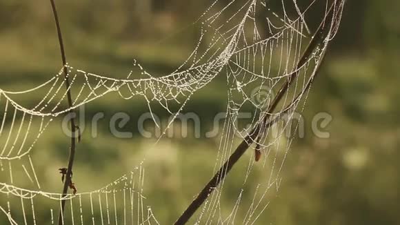 蜘蛛网在森林中随风摇动视频的预览图