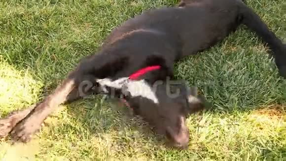 快乐的黑色实验犬在草地上翻滚视频的预览图
