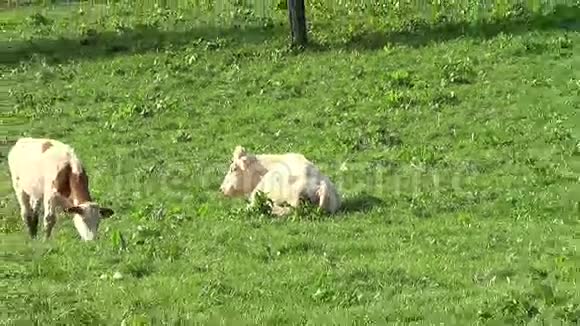 草地上的睡牛变焦了视频的预览图