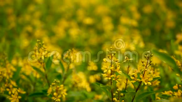 加尔菲米亚小黄花的春田星状金状的常绿灌木视频的预览图