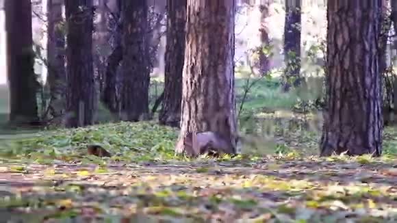 公园里的松鼠生产坚果视频的预览图