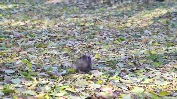 公园里的松鼠生产坚果视频的预览图