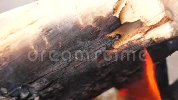燃烧的原木上的灰烬和火焰视频的预览图
