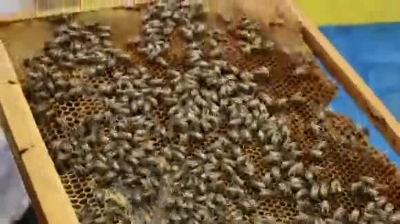 蜜蜂在蜂巢上的特写视频的预览图