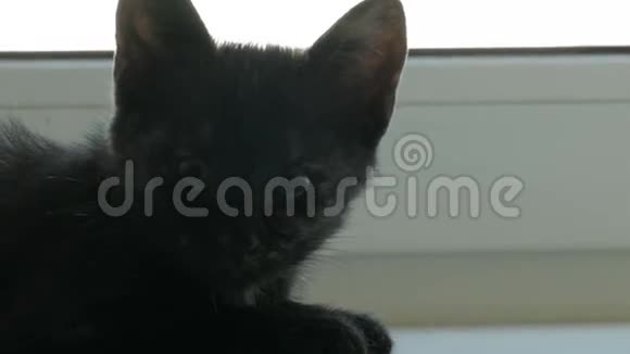 黑猫坐在靠近窗户的家里视频的预览图