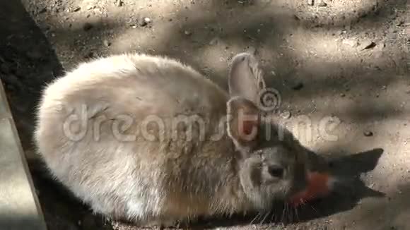 小兔子吃胡萝卜视频的预览图