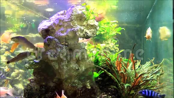鱼水族馆水下游泳爱好背景视频的预览图